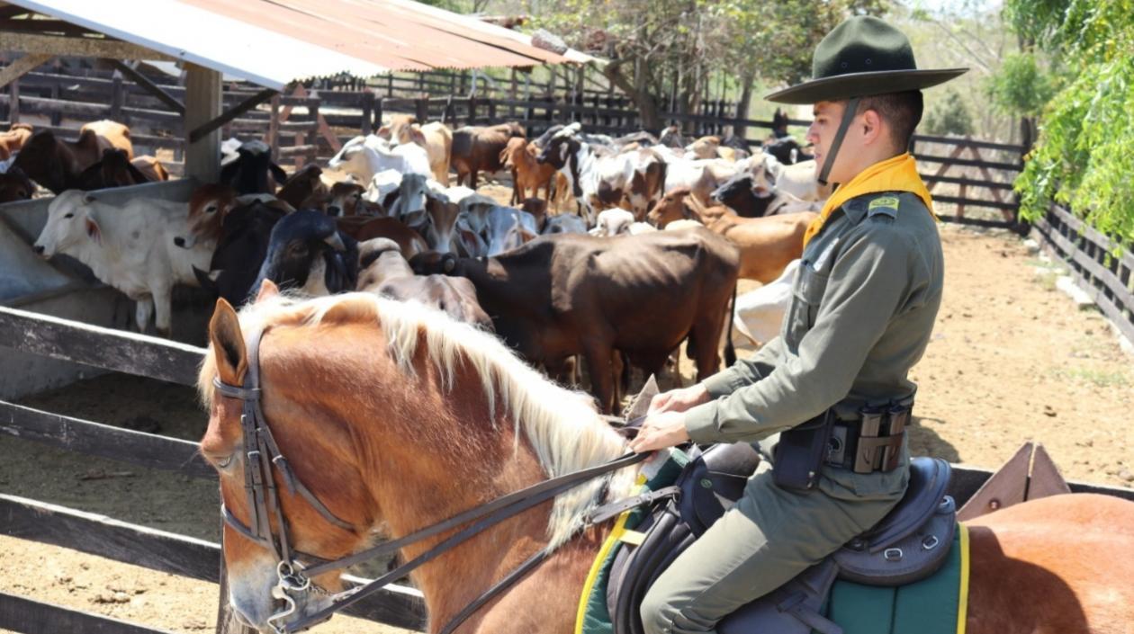 Operativos de control en fincas de los municipios. 