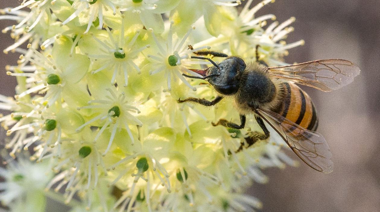 Abeja colombiana. 