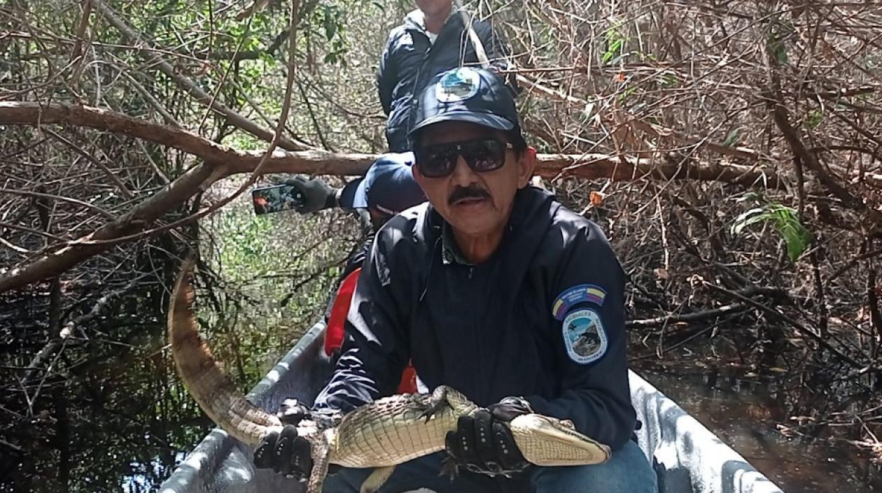 Guardaparques con babilla rescatada en la Ciénaga Grande de Santa Marta.