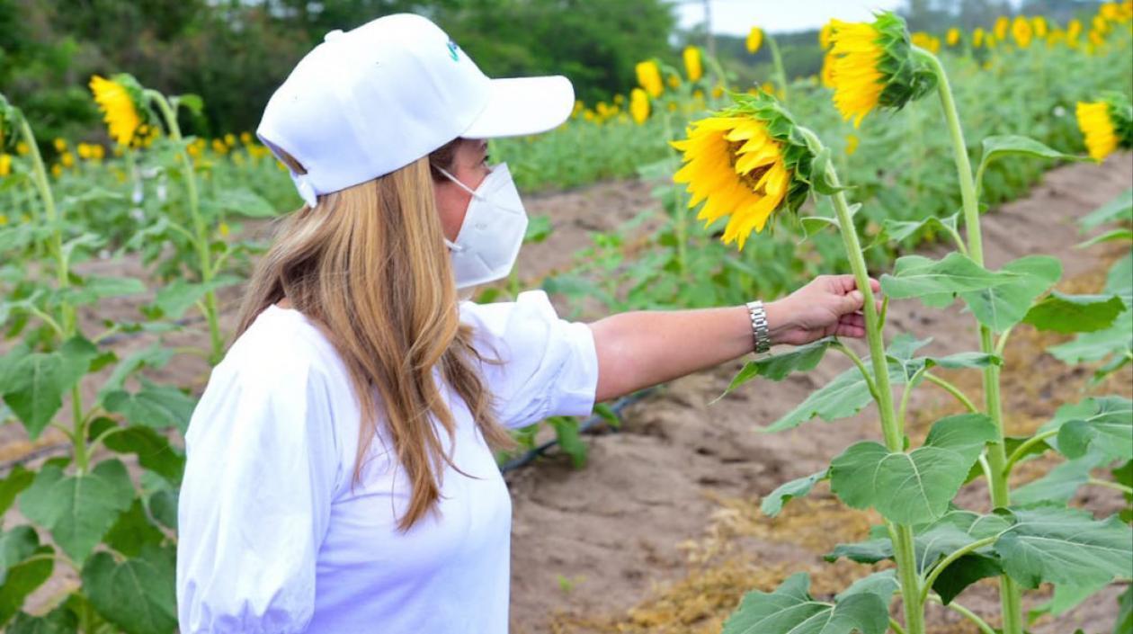 La Gobernadora Elsa Noguera en los cultivos de girasoles en Santo Tomás.