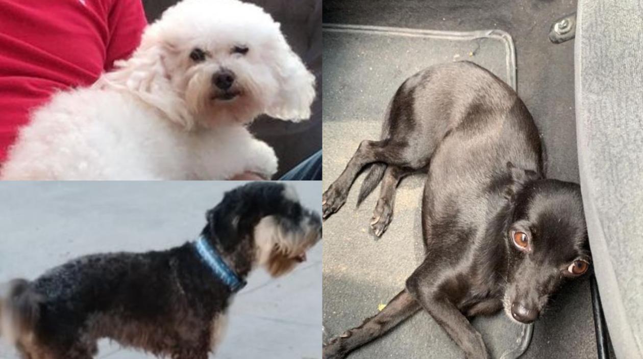 Barbie, la frech poodle, arriba; abajo 'Happy', el schnauzer, y a la derecha, 'Princesa', la pincher.