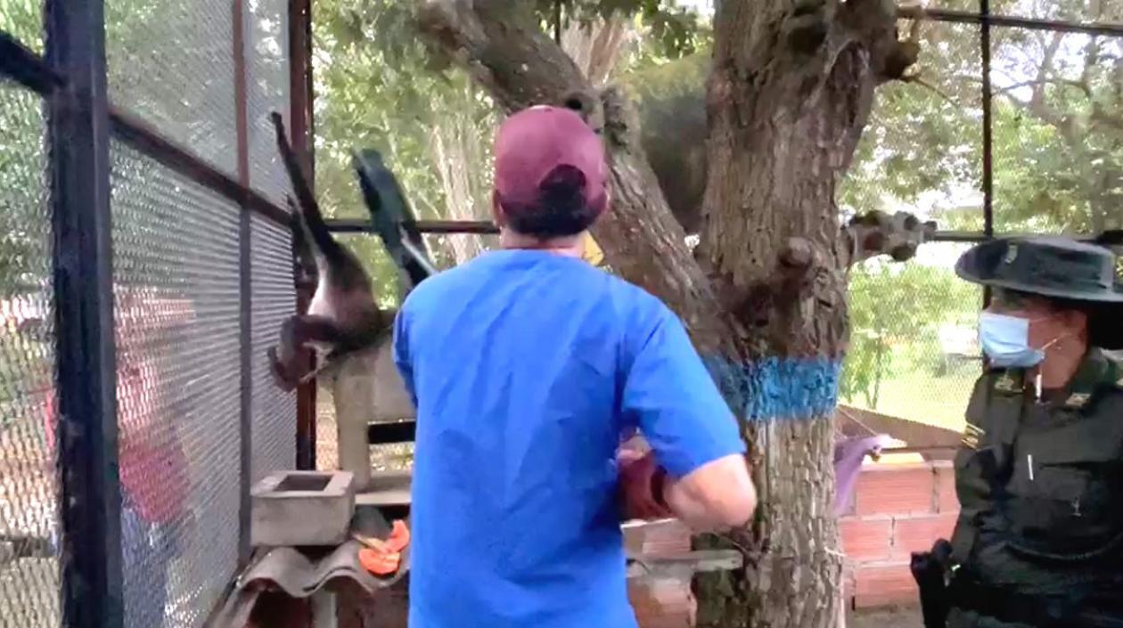 Lugar donde se encontraba el Mono Araña.