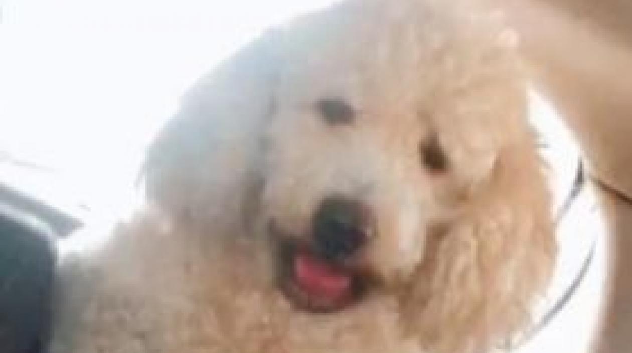 Mascota extraviada en las playas de Miramar en Puerto Colombia.