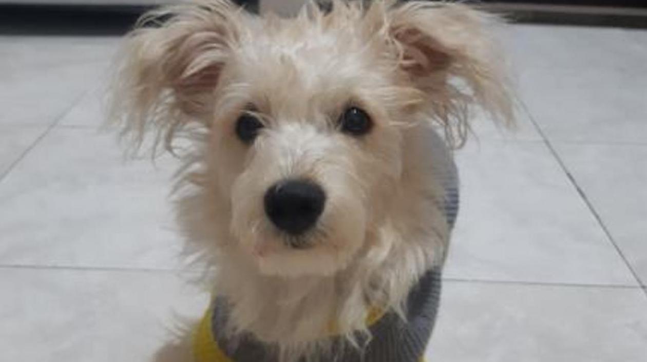 'Miel', la perrita extraviada en el barrio El Carmen de Barranquilla.