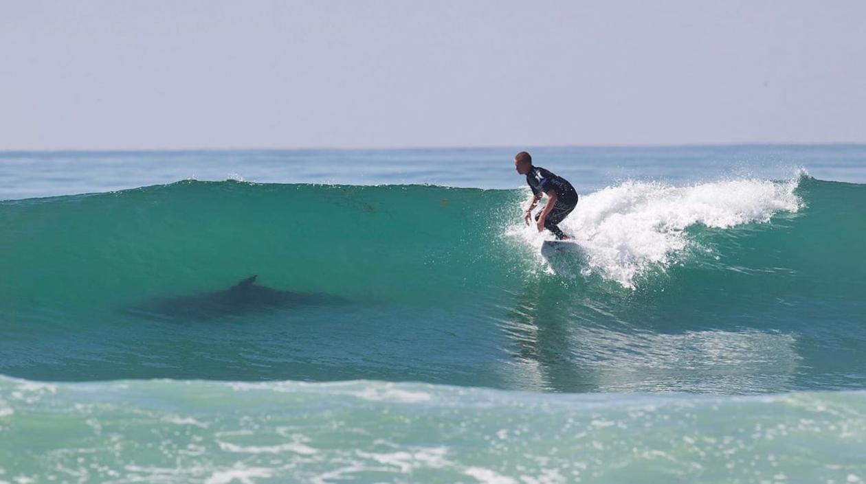 Los hallazgos de Papastamatiou sobre los tiburones "surfistas" fueron publicados en la revista especializada Journal of Animal Ecology.