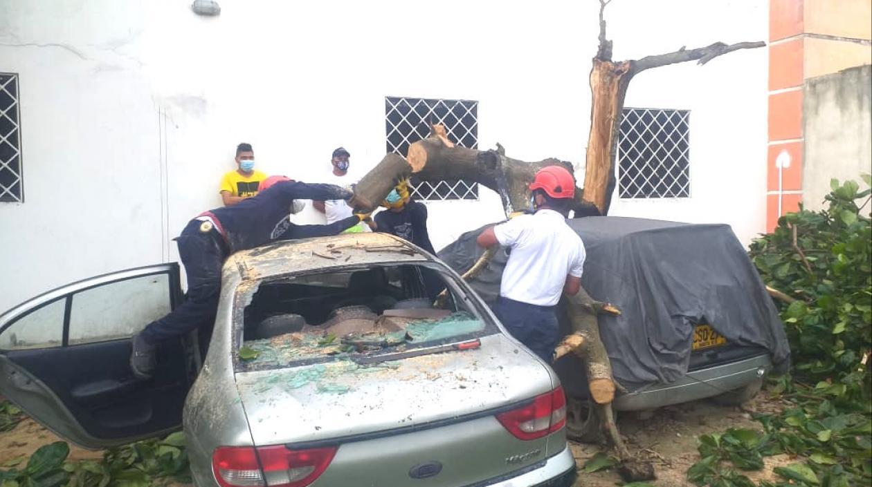 Un árbol cayó sobre dos vehículos.