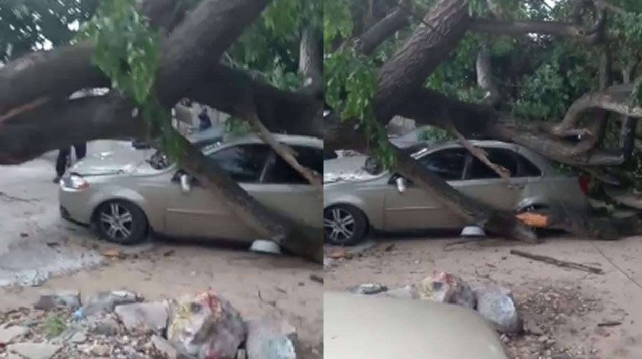Así quedó el vehículo tras la caída del árbol. 