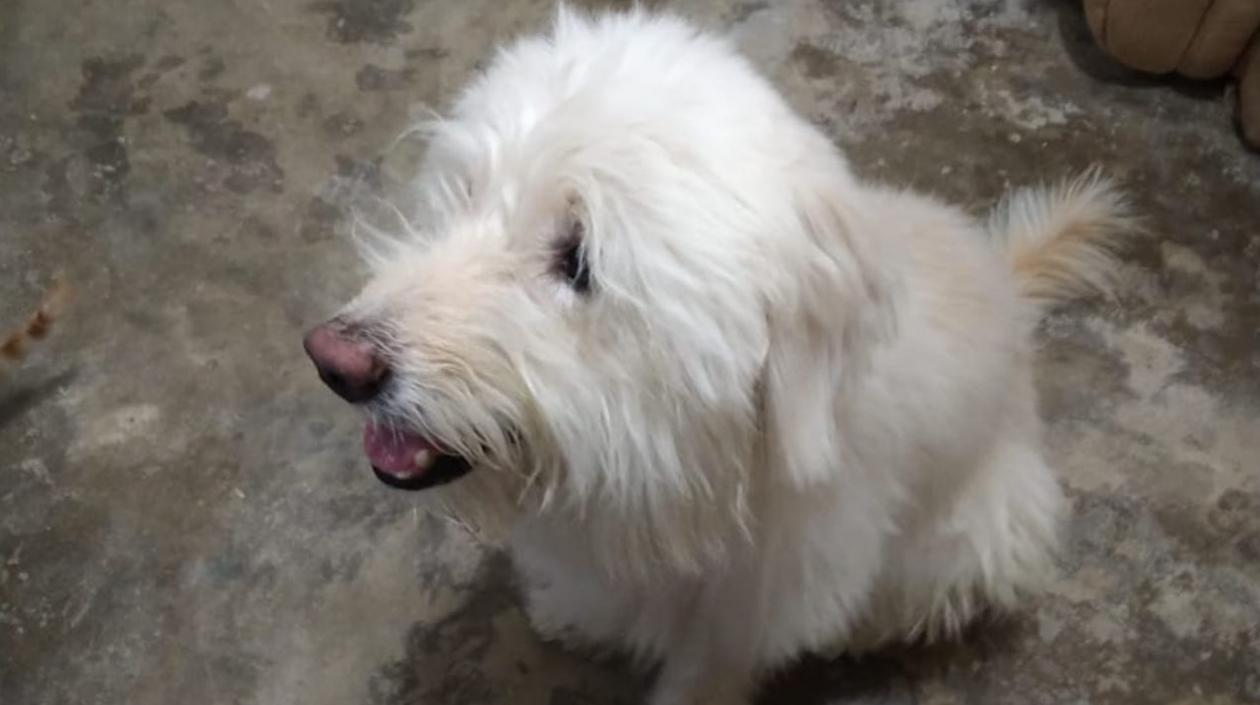 'Scott', mascota extraviada.