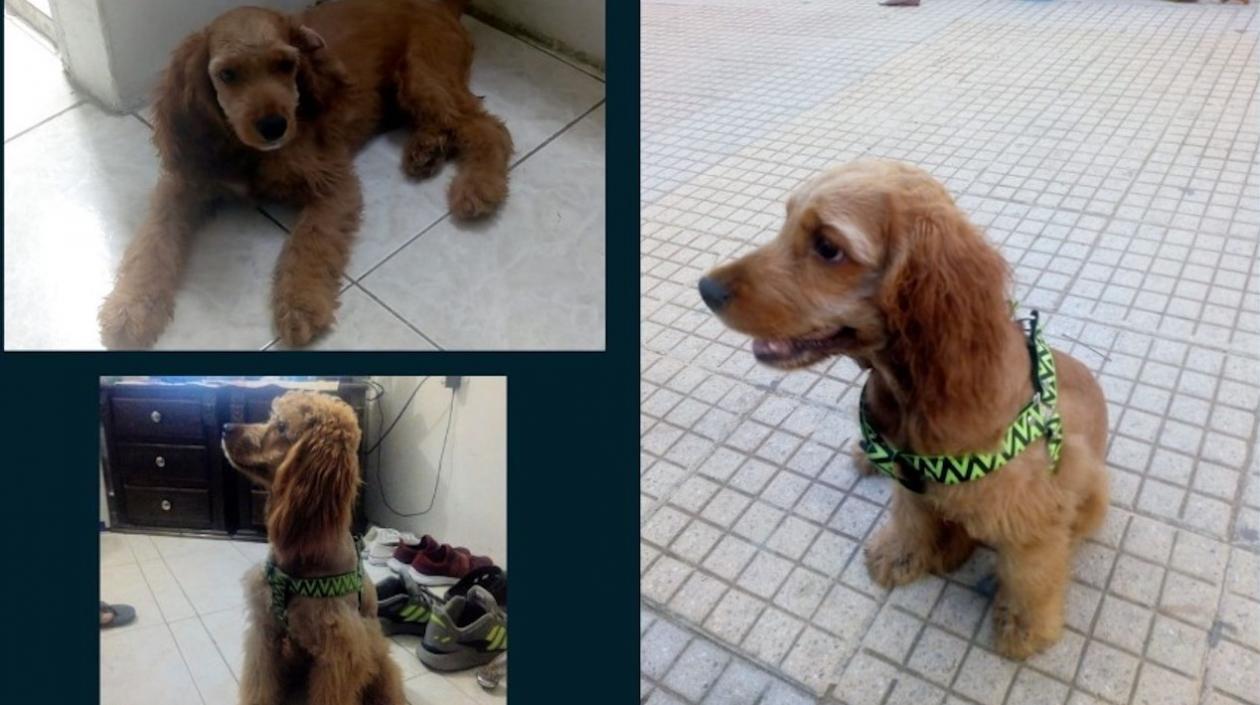 Este es 'Klauz', una mascota a quien se la llevaron de Nuevo Milenio en Soledad.