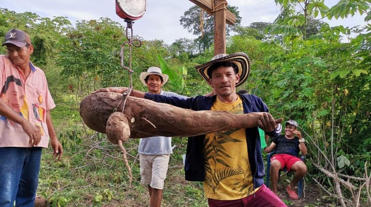 Arcelio Álvarez con la gigantesca yuca que cultivó en su parcela.