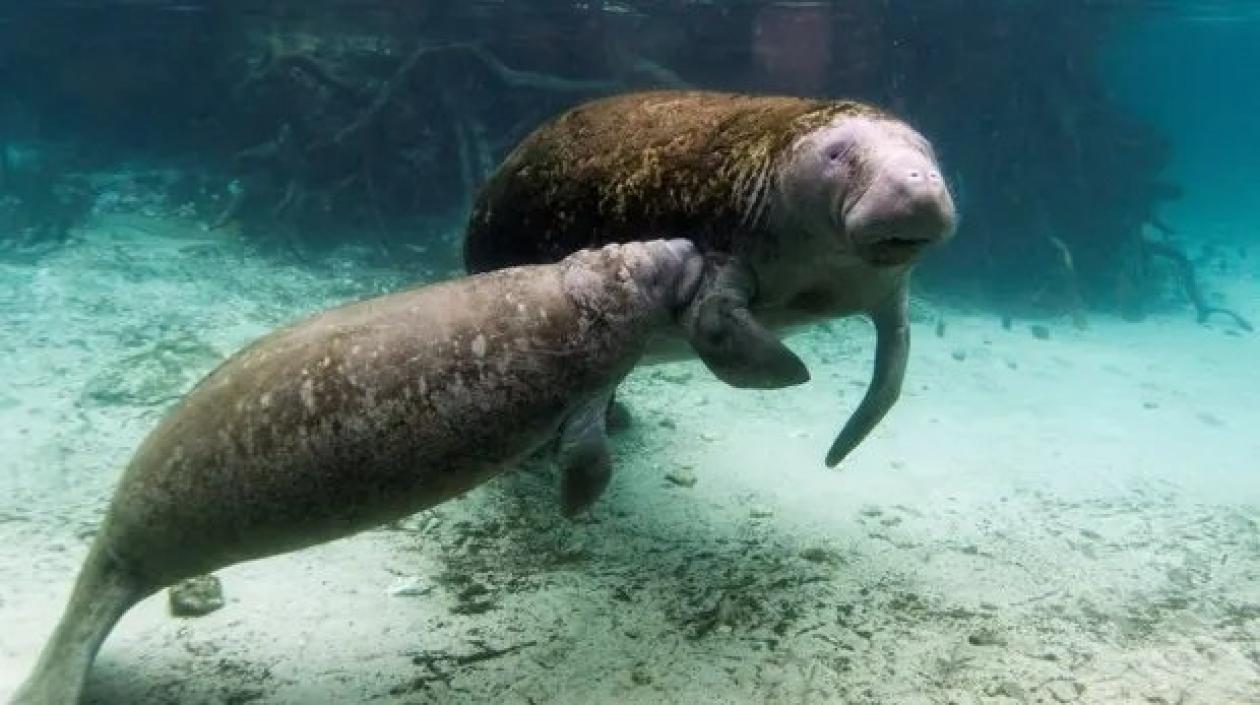 Esta primavera las autoridades ya habían alertado de que la rápida extinción de los pastos marinos.