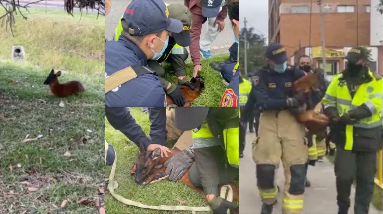 El venadito no se dejaba atrapar, pero por su lesión no podía correr.