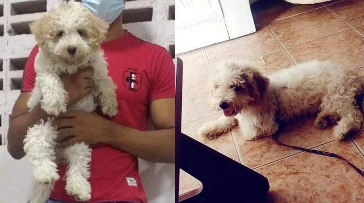'Milú', la mascota extraviada en el barrio Por Fin.