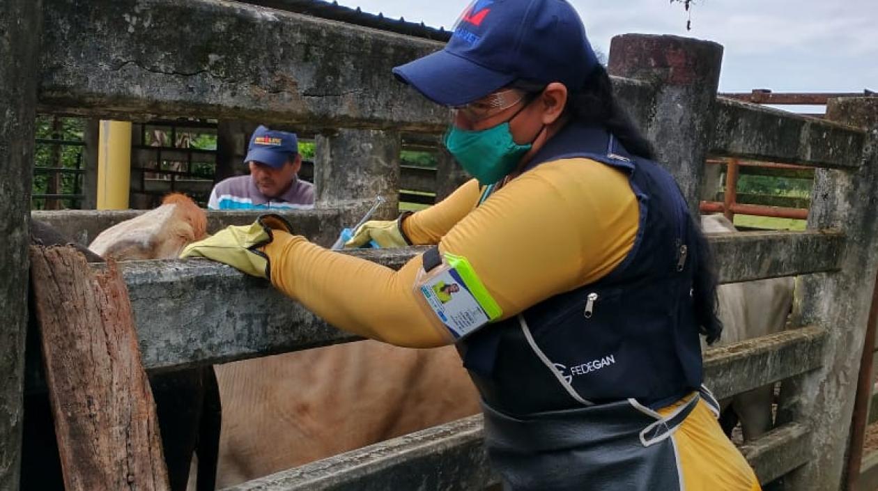 Se destaca el mayor porcentaje de aplicación contra fiebre aftosa en Casanare, Arauca, Guaviare, Cesar y Vaupés.
