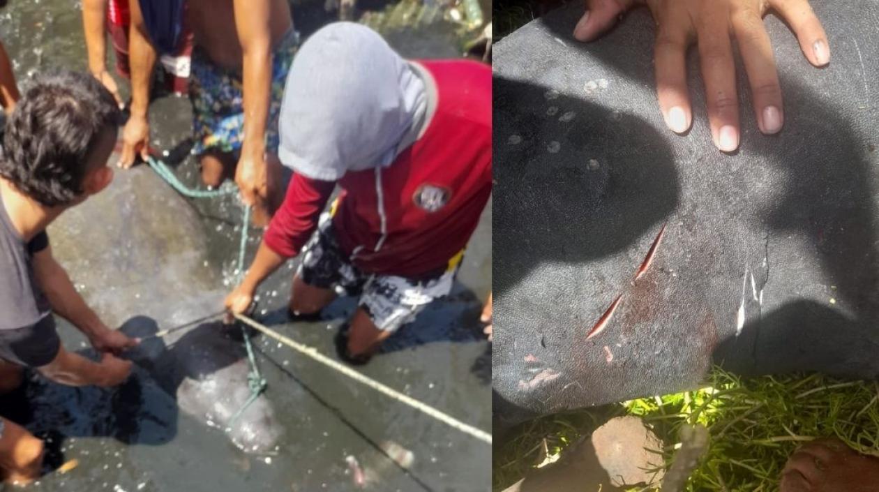 Los pescadores y las heridas que sufrió 'Julieta'.