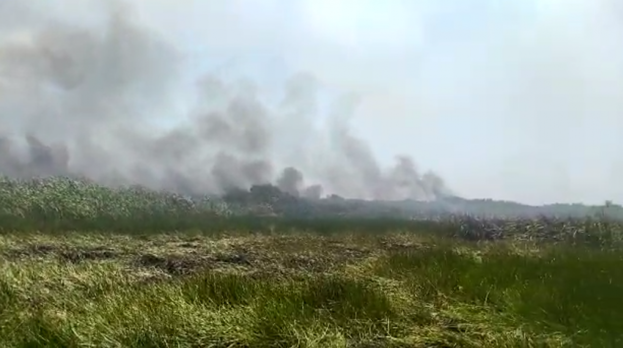 Incendio Parque isla Salamanca