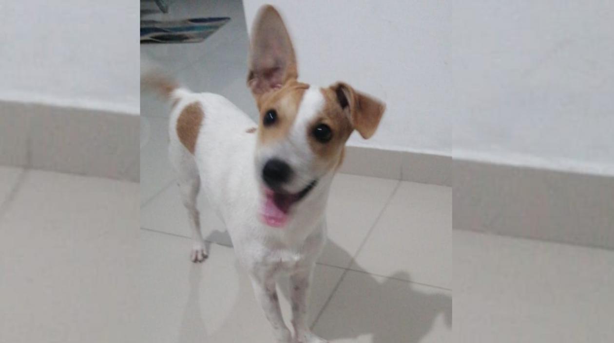 Lulú, mascota extraviada.