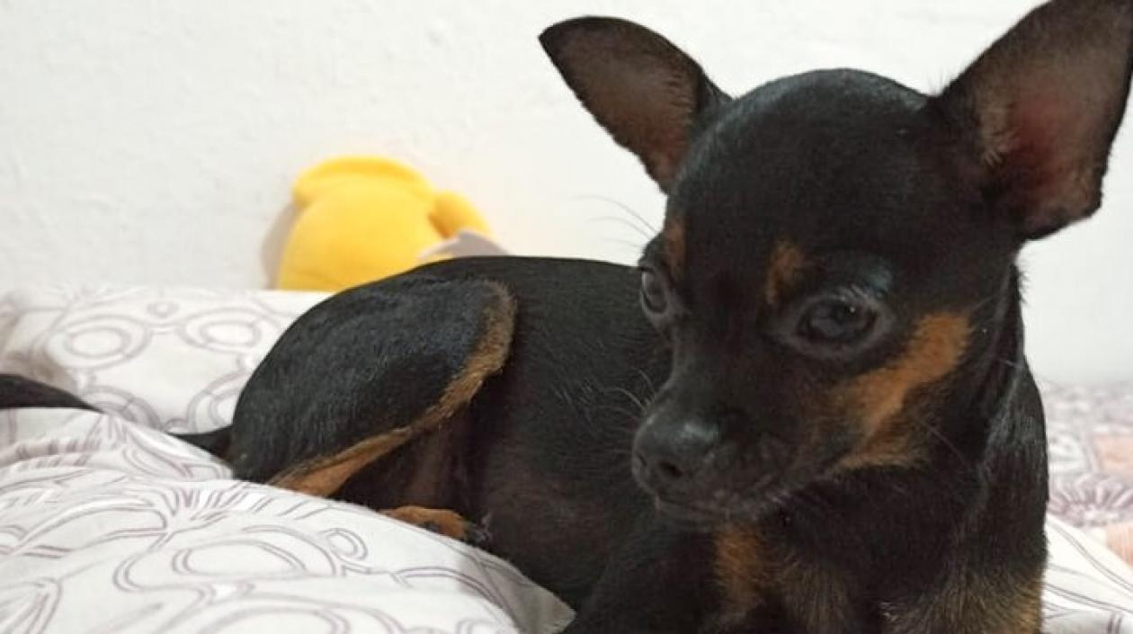 'Kiara' está extraviada desde el viernes por la tarde.