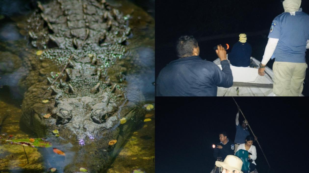 Investigadores del Zoo y de Parques desarrollan este censo por medio de recorridos nocturnos que realizan en botes a lo largo de los diferentes caños y lagunas.