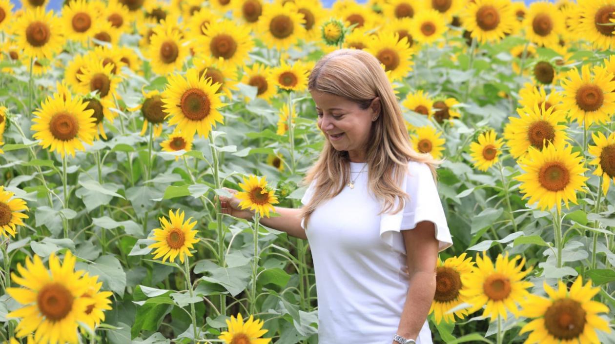 Gobernadora Elsa Noguera en el cultivo de girasoles en Baranoa.