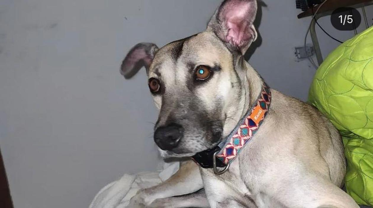 El perrito 'Beilys'.