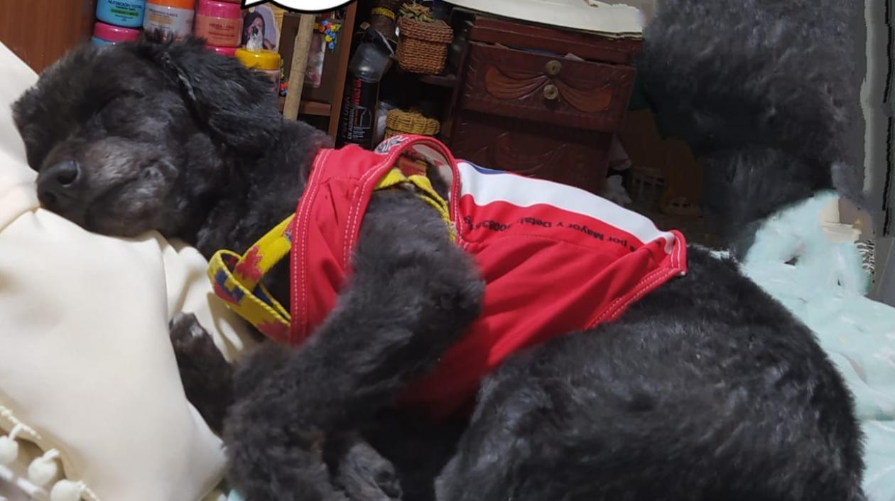 El perro se salió de la casa porque la puerta estaba abierta.