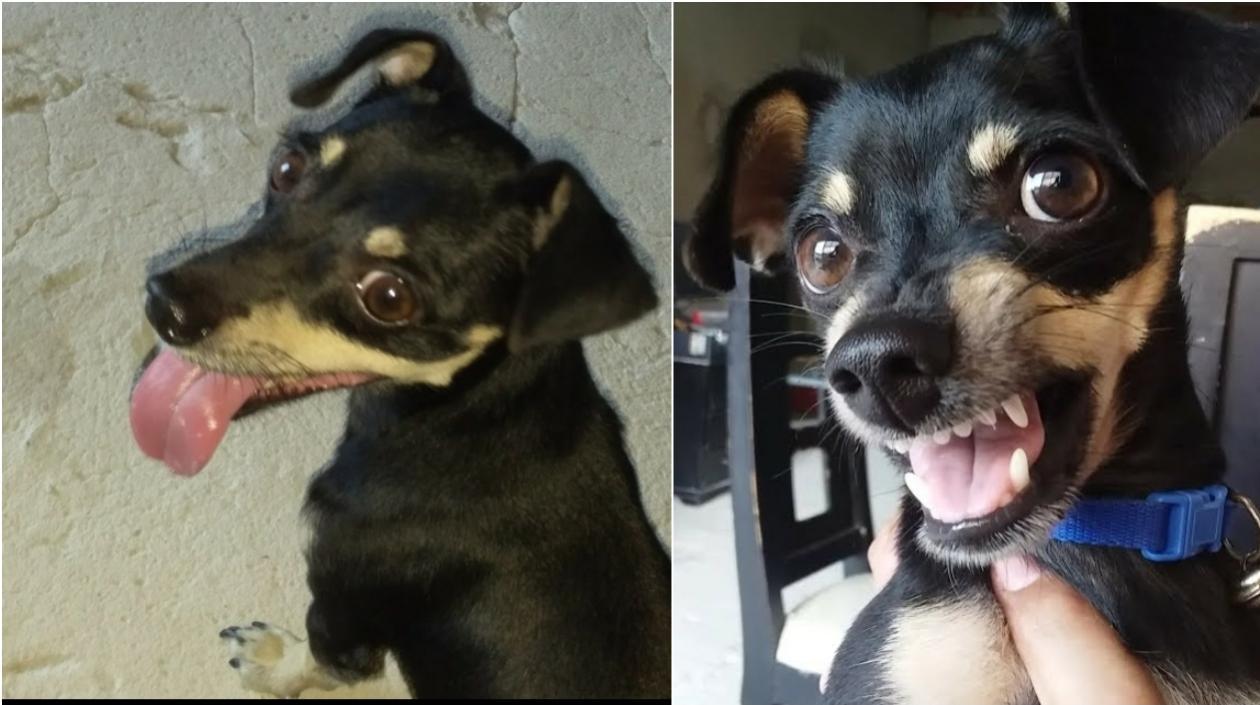 'Ozzy', la mascota extraviada en el barrio Bonanza de Soledad.