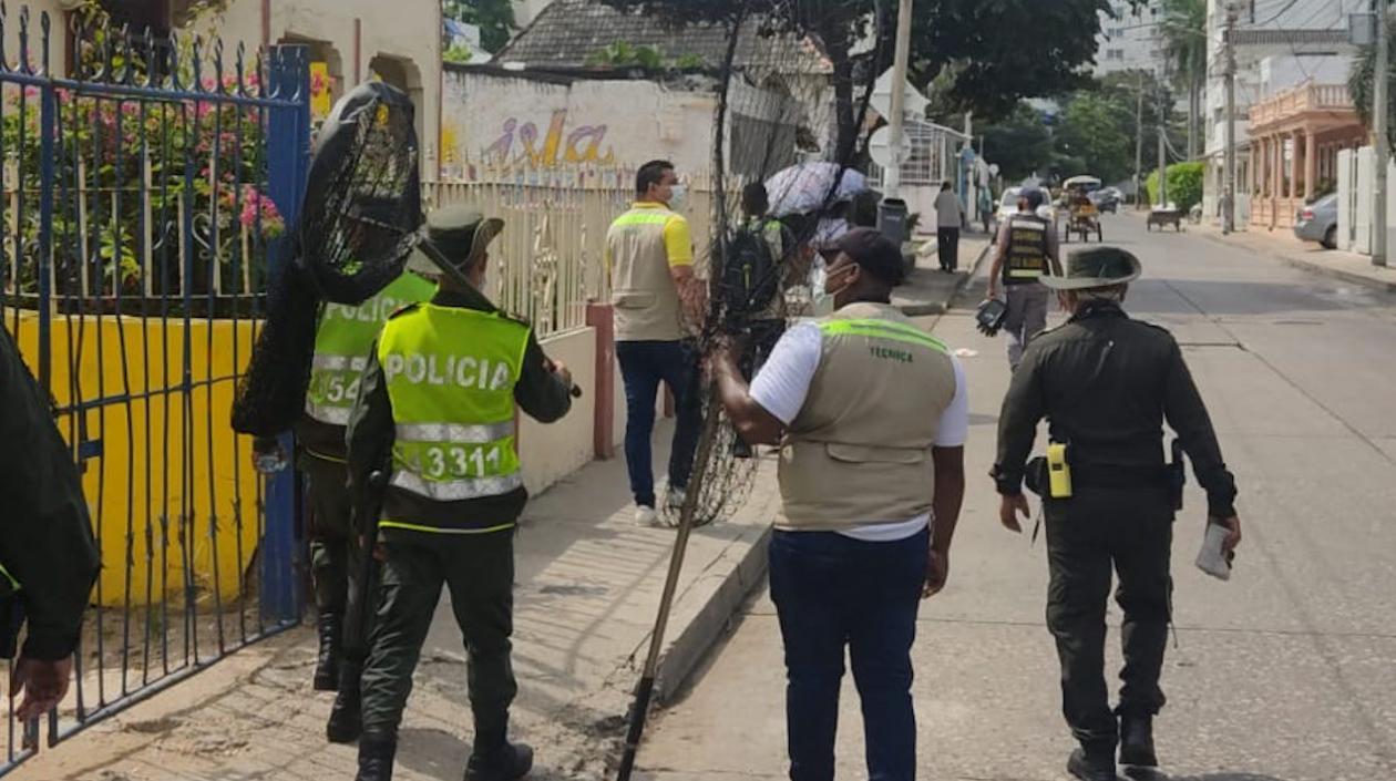 Autoridades ambientales y de Policía no habían podido atraparlo para devoverlo a su hábitat.