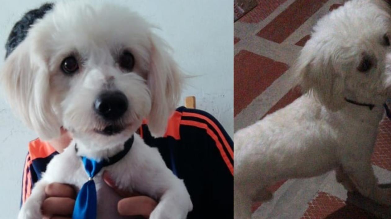Junior, la mascota extraviada en Villa Katanga.