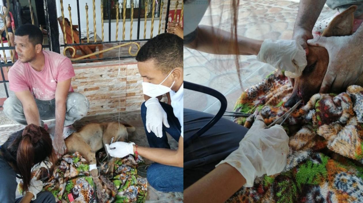 Momento en que el perro era atendido tras la agresión que recibió. 