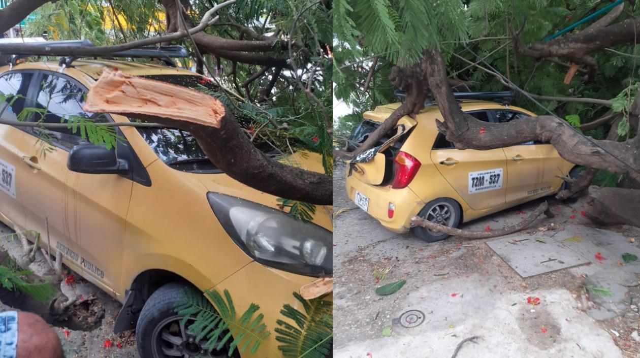Así quedaron los vehículos tras la caído del árbol. 