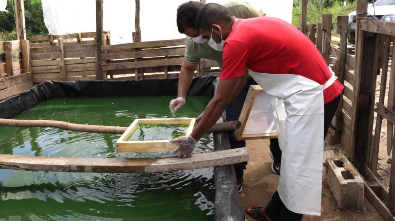 Piscinas para los cultivos.
