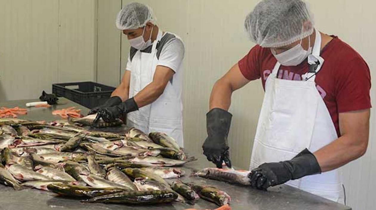 Inicialmente, el nuevo sello busca posicionar entre los consumidores internacionales la tilapia y la trucha..