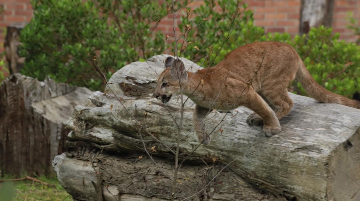 La puma rescatada.