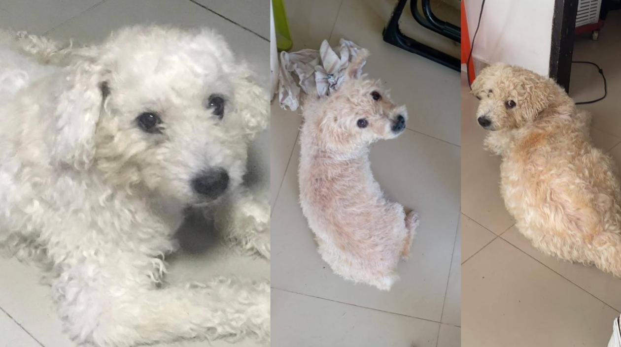 'Paco Beisman', mascota extraviada.