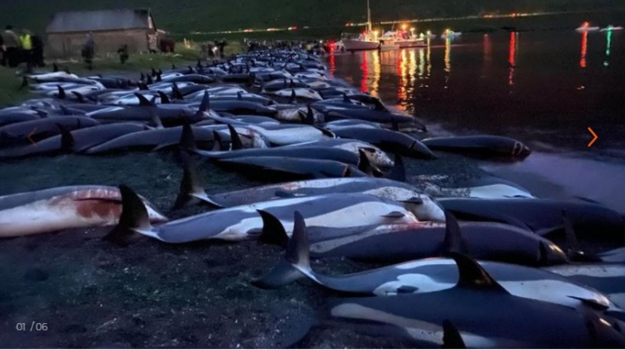  "Sea Shepherd ha estado luchando para detener esta caza desde principios de la década de 1980,
