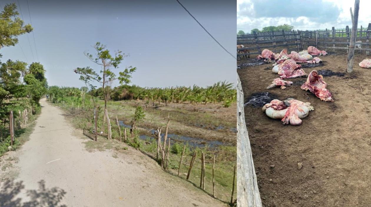 Robo de ganado en la isla gloria, frente a Cabica. 