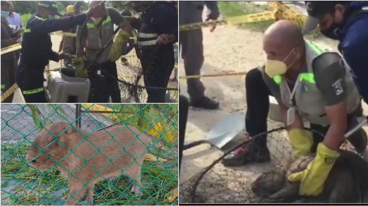 El chigüiro hembra tenía los ojos enfermos.