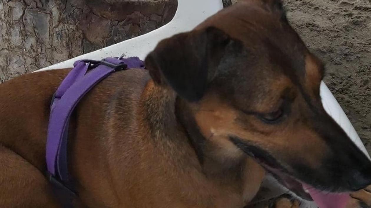 'Molly', can extraviada en el barrio Boston.