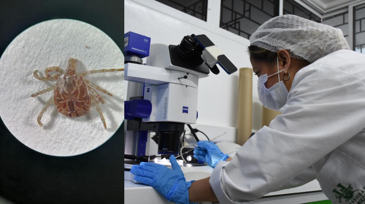 La profesora de Unisimón, María Auxiliadora Badillo.