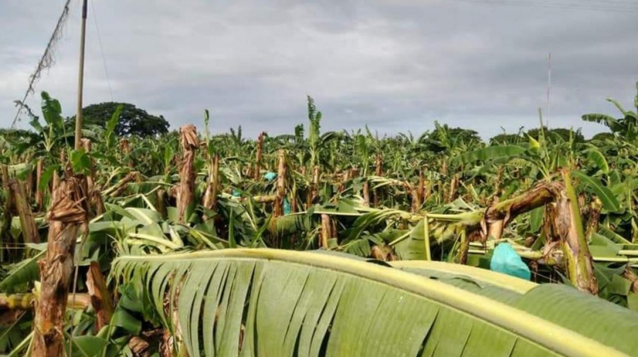 Cultivos afectados por los vientos. 