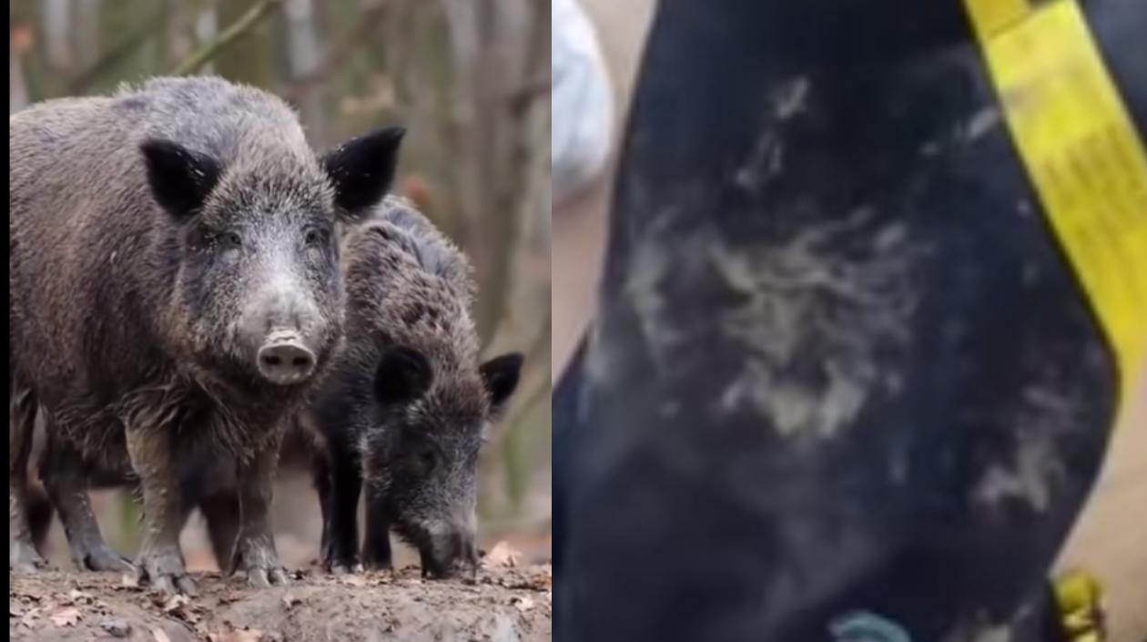 Las imágenes que publicó Shakira.