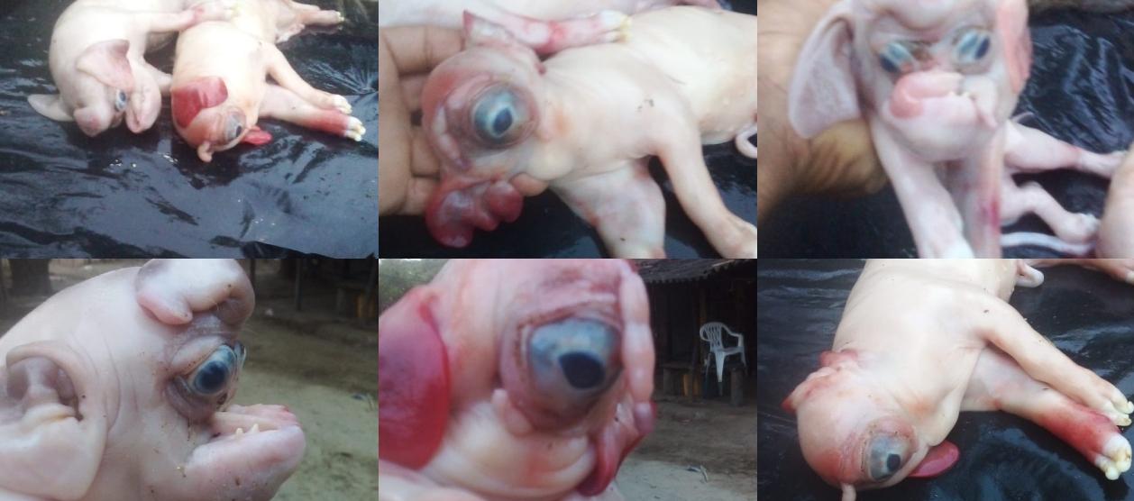 Los dos cerdos fenómenos. 