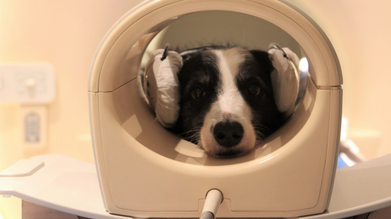 Imagen cedida de uno de los perros del estudio.