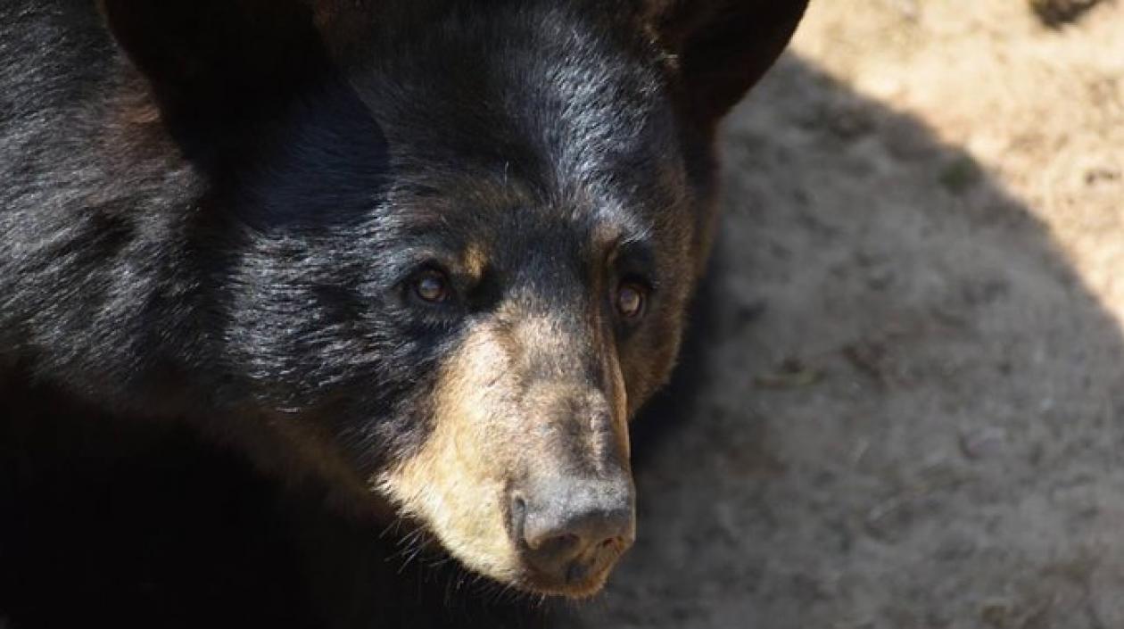 La osa negra fue encontrada en un árbol, con sus crías.