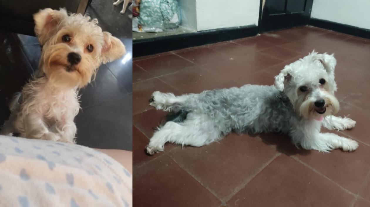 Esta es la can 'Eva', desaparecida en la urbanización El Parque de Soledad.