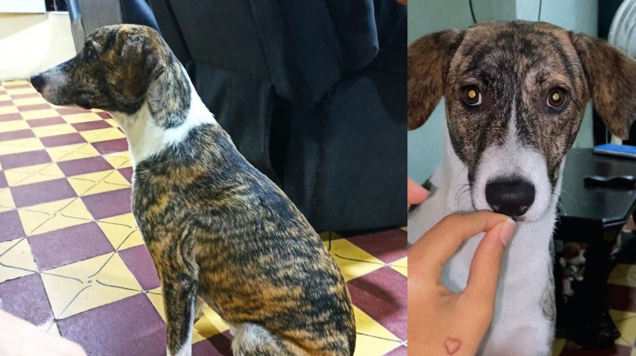 'Harry', el perro extraviado. 