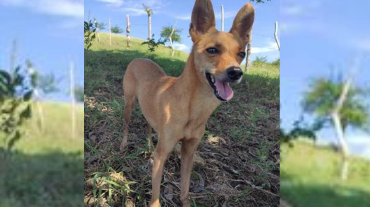 'Kensy', una perrita se perdió en Los Almendros.