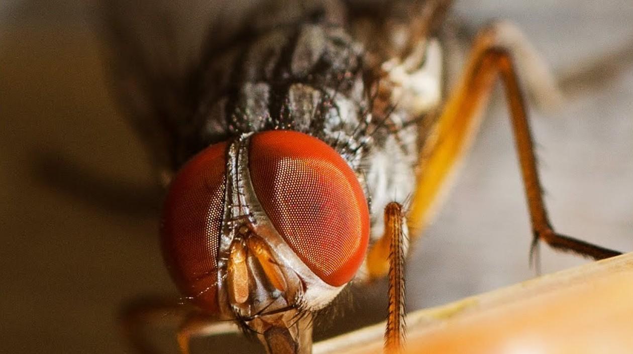 La mosca invasora parasítica Philornis downsi.