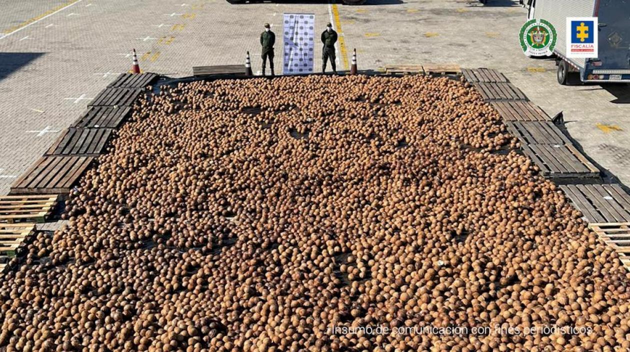 Cocos de exportación con cocaína.